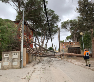 Arbre Caigut Pujada Montjuic 20 gener 2020.jpg